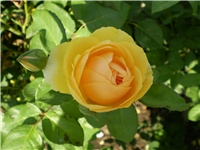032faadf-Picture 2767.jpg